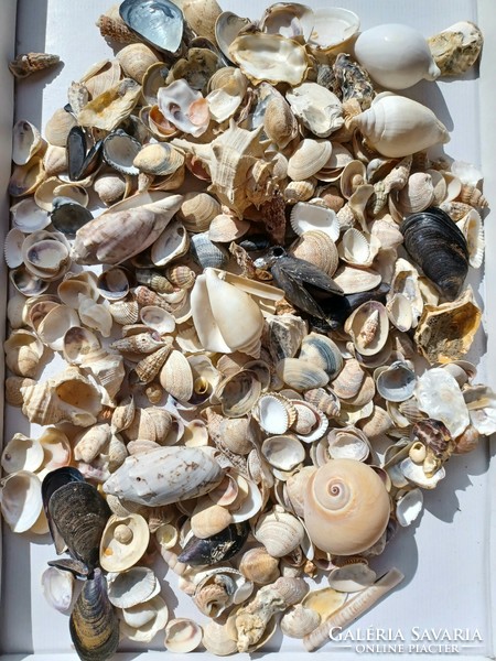Sea shells, snails - creative, vintage