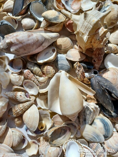 Sea shells, snails - creative, vintage