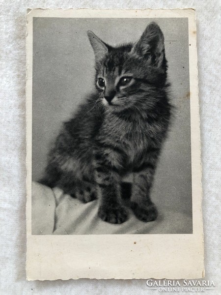 Antique, old postcard with a cat - post clean -7.