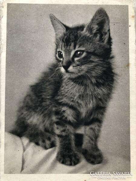 Antique, old postcard with a cat - post clean -7.