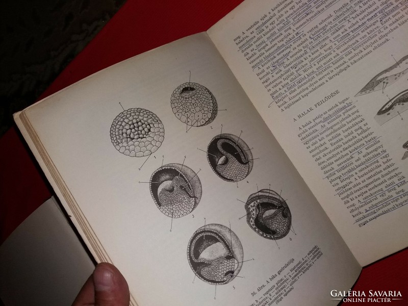 1964.Dr. Ábrahám Ambrus :Összehasonlító állatszervezettan I-II. tankönyvek a képek szerint