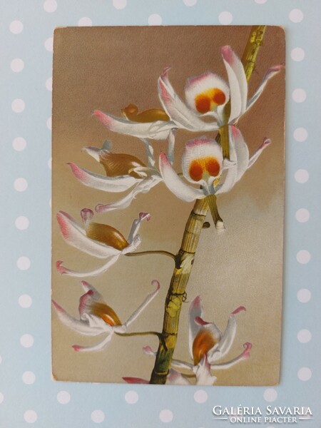 Régi képeslap virágos levelezőlap orchidea