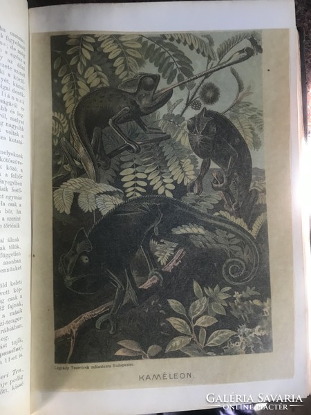 Brehm: Az állatok világa első kiadás 1-7. (Az “oroszlánfejes”kötésben)