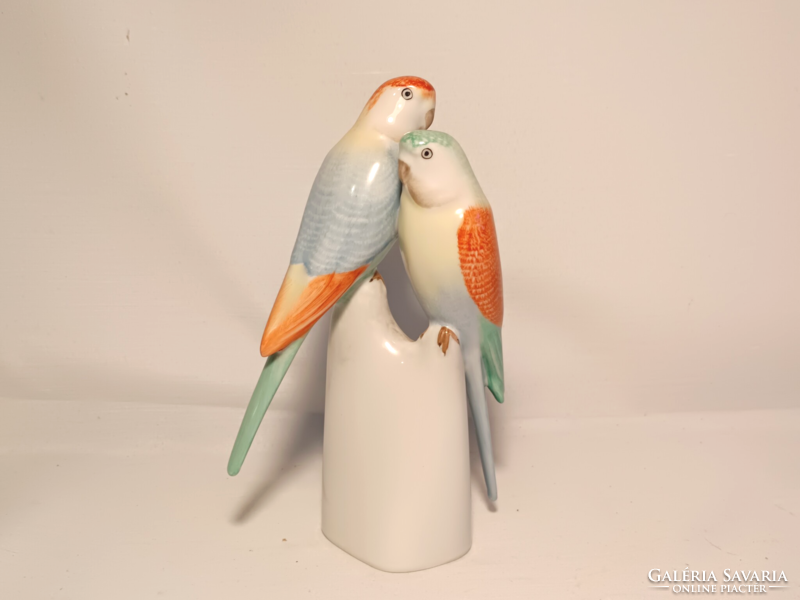 Raven house parrot couple