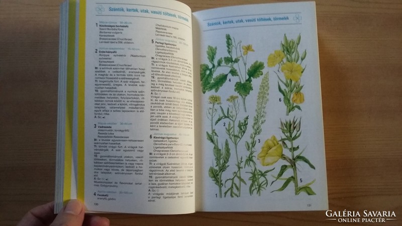 D. Aichele / m. Golte - bechtle: what's blooming here? Flower guide. Thought, 1991.