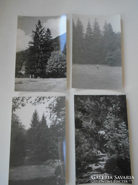 D198573 old photos (4 pcs) - beech slajka valley - stream 1960-70