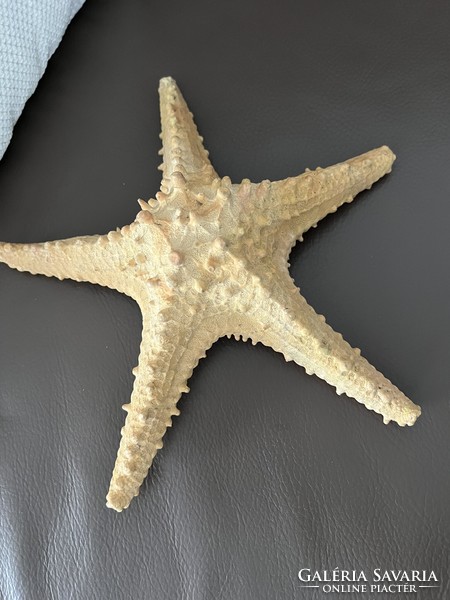 Nagy méretű tengeri csillag preparátum