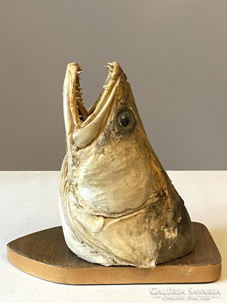 Large-sized perch fish head wall decoration on a wooden support board fisherman's peca gift