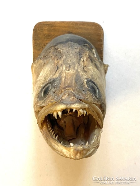 Large-sized perch fish head wall decoration on a wooden support board fisherman's peca gift