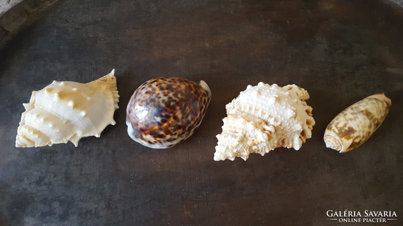 Sea snail collection
