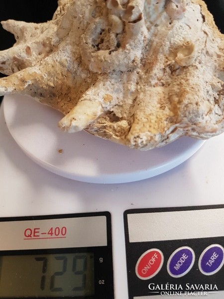 Több mint 100 éves Strombidae kagyló csiga foszília.