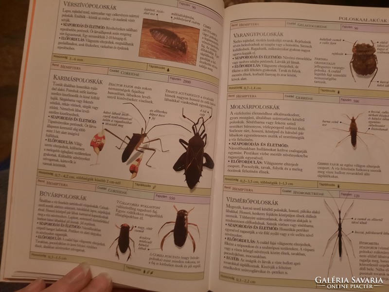 Insects, george c. Mcgavin, determination manuals, negotiable