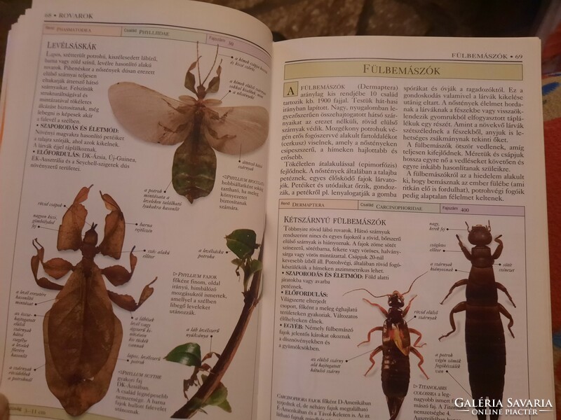 Insects, george c. Mcgavin, determination manuals, negotiable