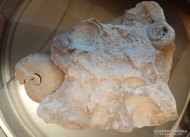 Fossilized snails embedded in limestone (10)