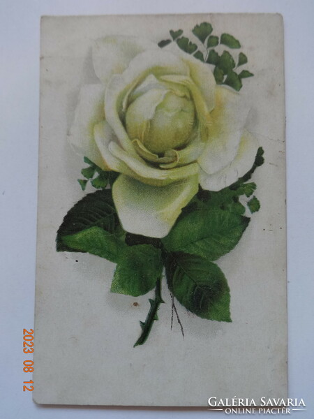 Régi grafikus virágos üdvözlő képeslap, fehér rózsa