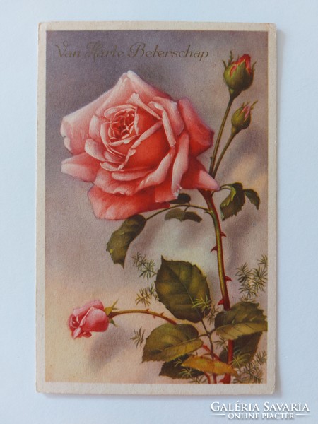 Old postcard roses