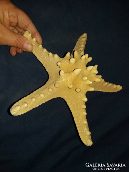 Very nice large starfish preparation fossil table shelf decoration 19x8 cm according to pictures