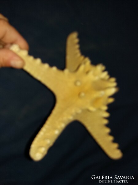 Nagyon szép nagyobbacska tengeri csillag preparátum fosszília asztali polcdísz 19x8 cm képek szerint
