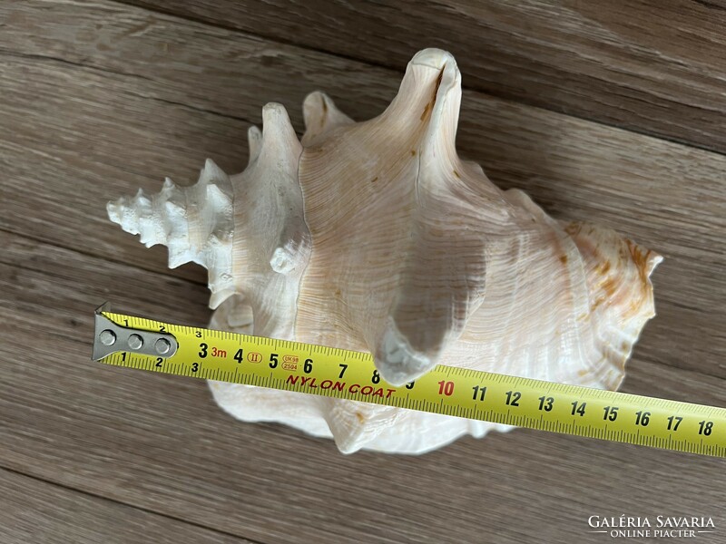 Large sea snail, shell