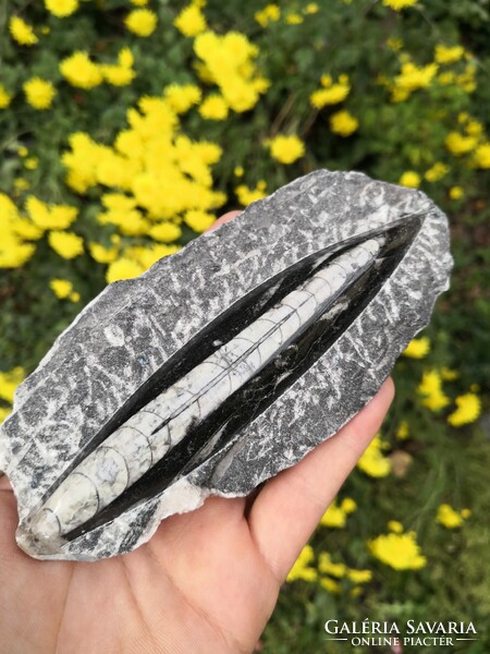 Orthoceras fossil, fossil, mineral