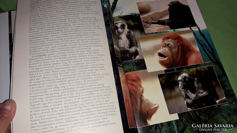 2006.Tóth Csaba - Barangolás az állatvilágban képes könyv a képek szerint Tóth Könyvkereskedés