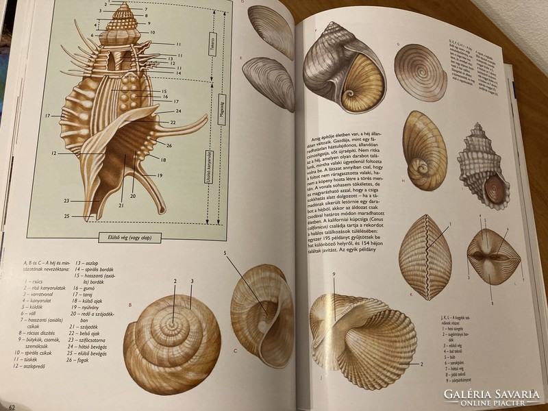 Shells and snails - a guide to the jewels of the sea - giorgio gabbi