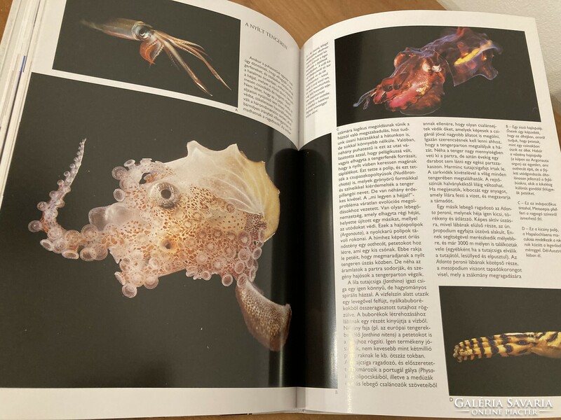 Kagylók és csigák – Útmutató a tenger ékszereihez - Giorgio Gabbi