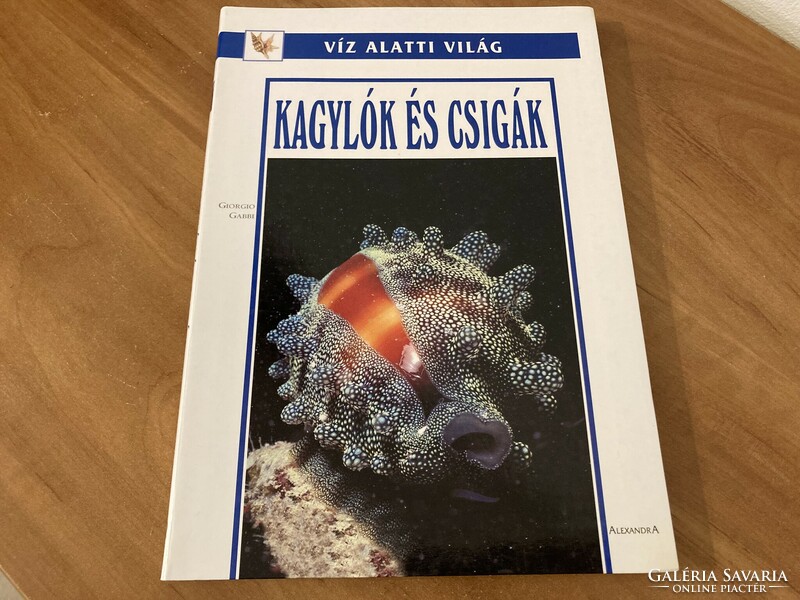 Kagylók és csigák – Útmutató a tenger ékszereihez - Giorgio Gabbi