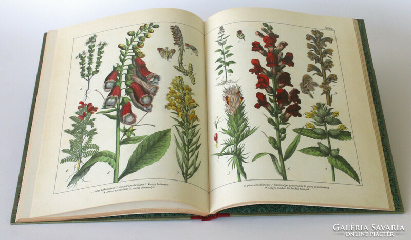Növények természetrajza képekben (reprint)