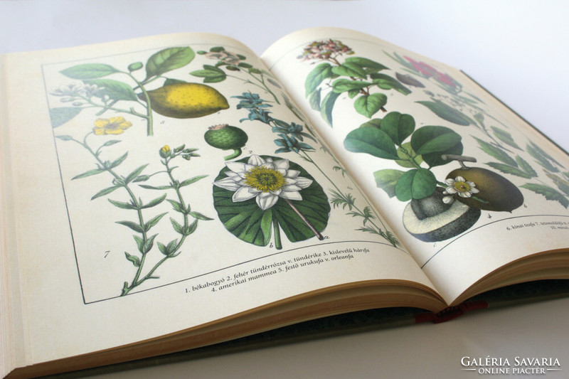 Növények természetrajza képekben (reprint)