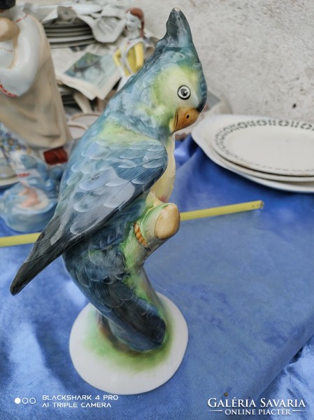 Bodrogkeresztúr parrot