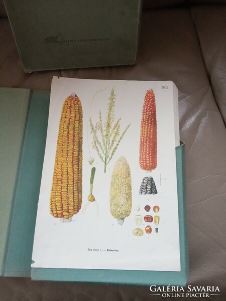 Magyarország kultúrflórája színes atlasz 1961 Csapody Vera grafikája a hazai termesztett növényekről