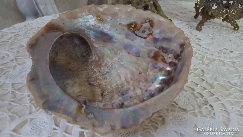Nagyméretű,gyönyörű Abalone kagyló