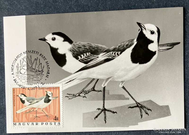Motacilla alba - cm postcard from 1977