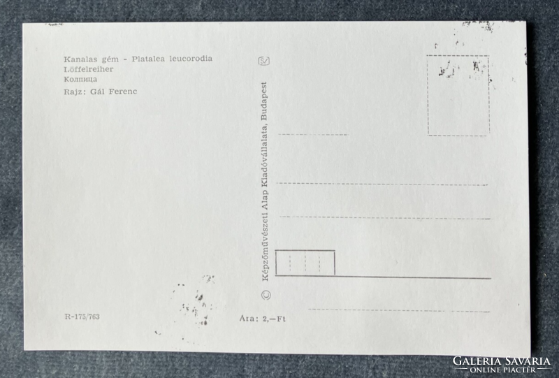 Kanalas gém / Platalea leucorodia - CM képeslap 1977-ből