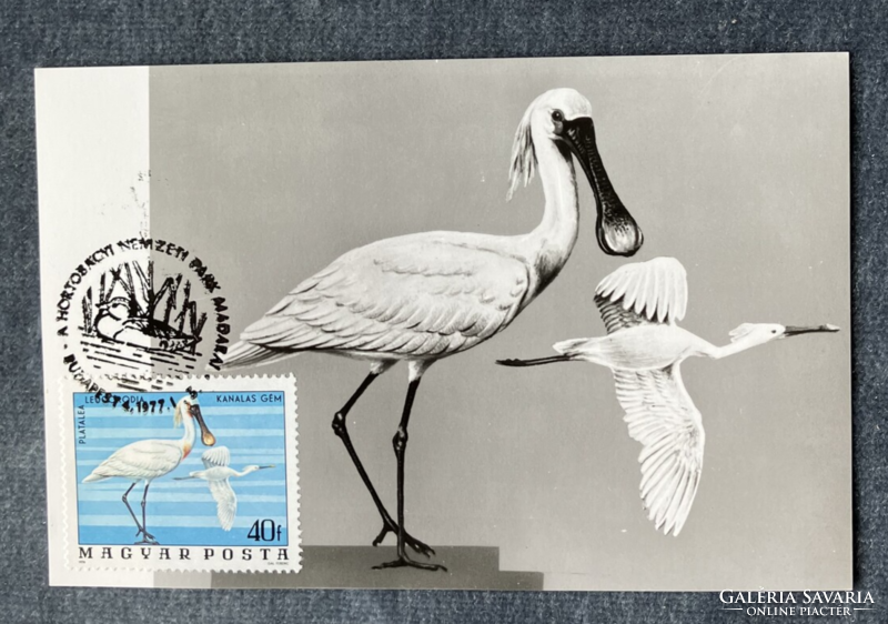 Spoon-billed heron / platalea leucorodia - cm postcard from 1977