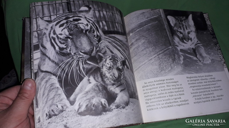 1979. Kapocsy György :Állatkölykök képes könyv a képek szerint MÓRA