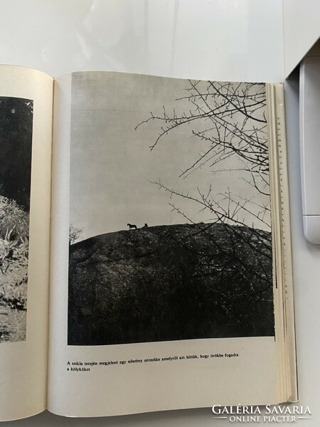 Joy Adamson: Elza és kölykei Gondolat Kiadó 1966. 292 oldal
