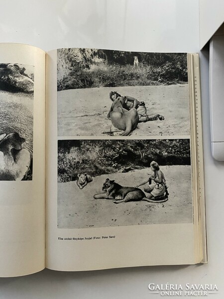 Joy Adamson: Elza és kölykei Gondolat Kiadó 1966. 292 oldal