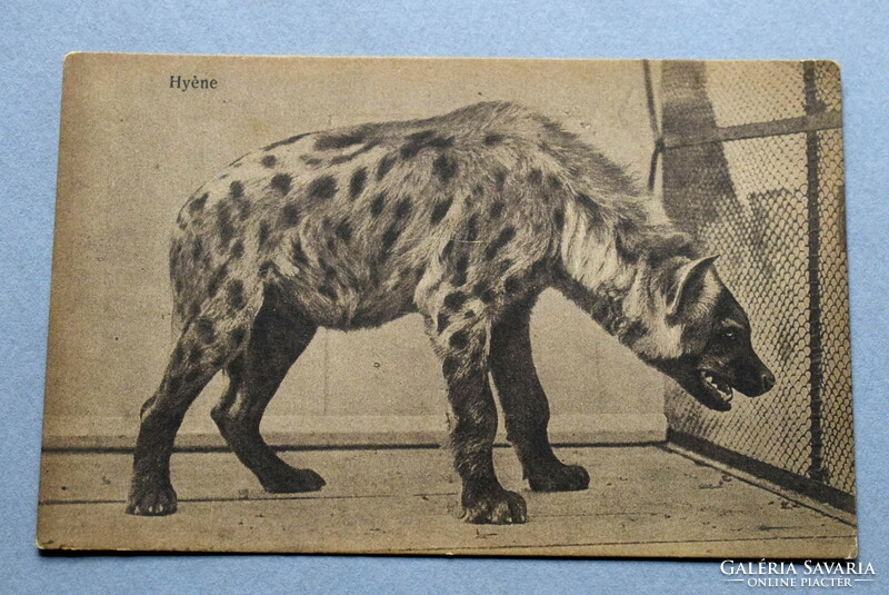 Antique photo postcard - hyena