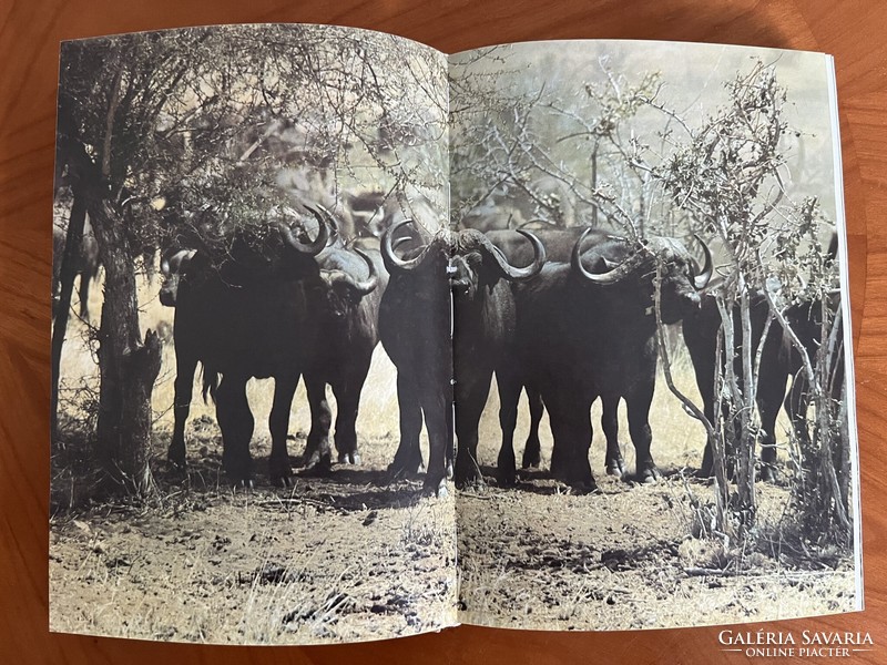 Safari under the Kilimanjaro photographic informative book (Africa, hunting, travel)