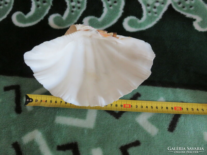 A huge sea shell. From the Great Coral Reef