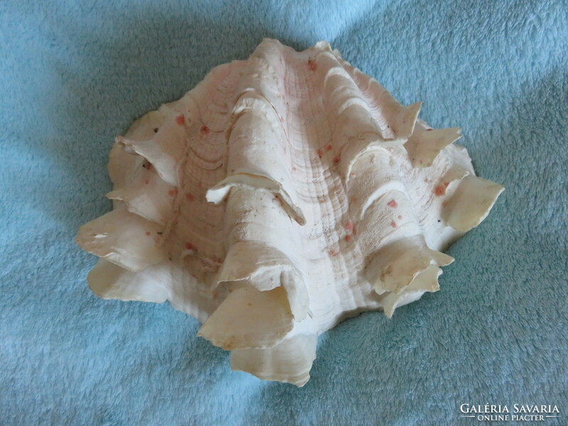 Large sea shell, rare, ruffled, from the Great Barrier Reef