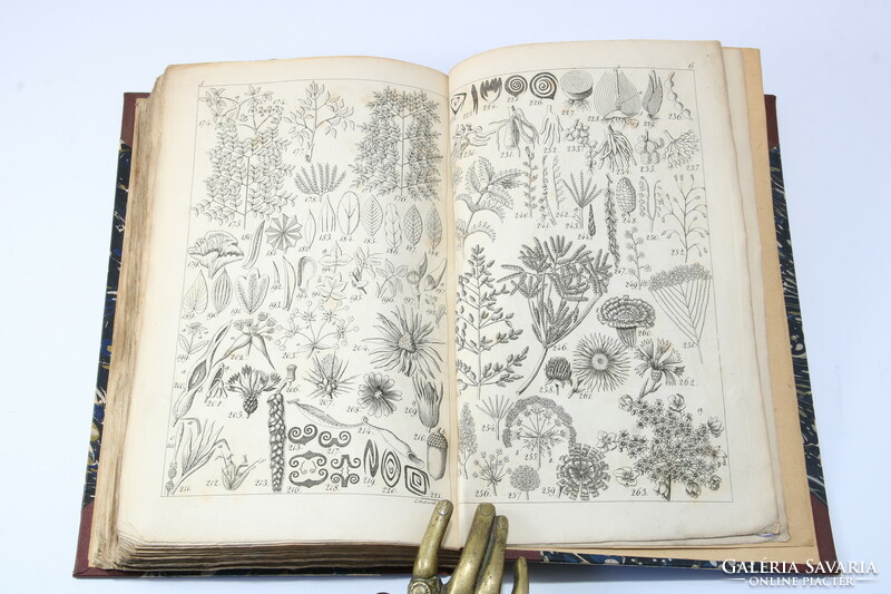 1836 - Péter Vajda's herbal book - rare with 368 plant illustrations on 8 copperplates !!