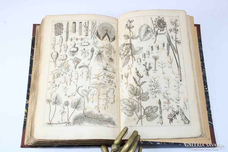 1836 - Péter Vajda's herbal book - rare with 368 plant illustrations on 8 copperplates !!