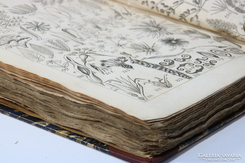 1836 - Péter Vajda's herbal book - rare with 368 plant illustrations on 8 copperplates !!