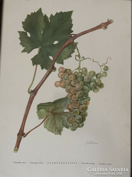 Bunch of grapes - print in frame under glass - Christmas gift - viticulture, winemaking