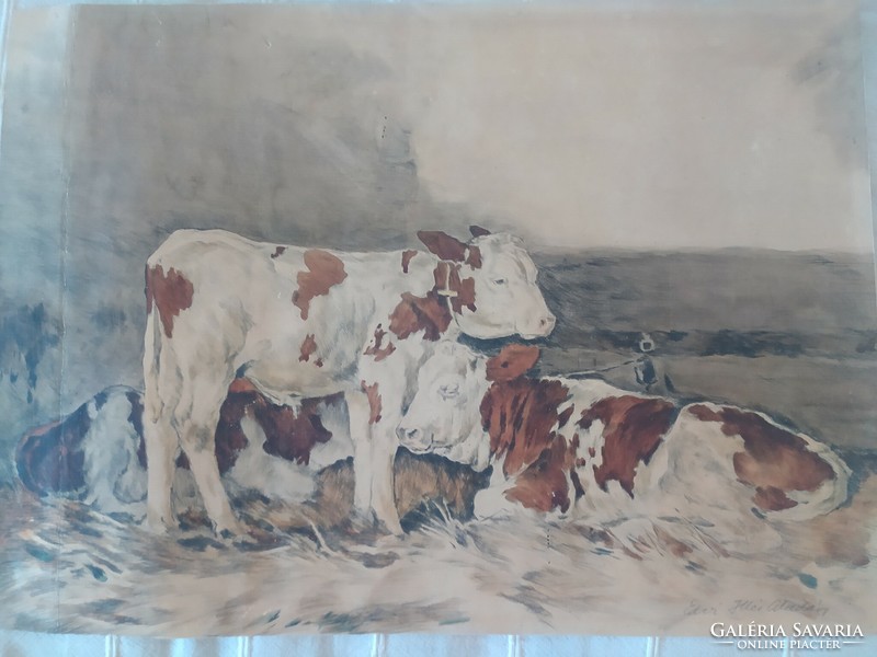 Edvi ílés selling cows in the barn colored etching 47 x 34 cm