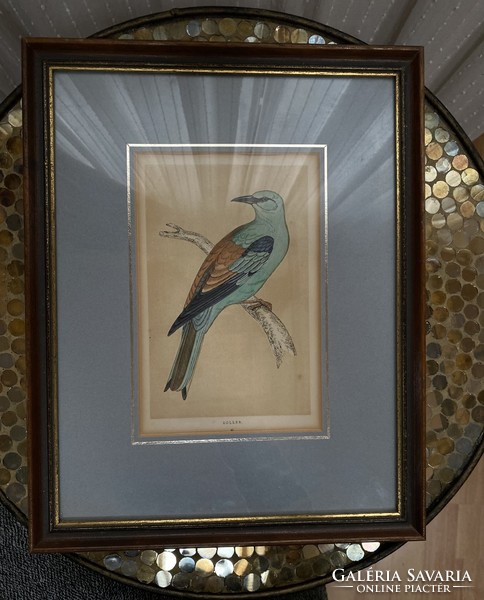 Old bird lithograph in glazed wooden frame