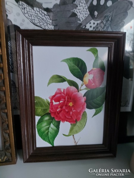 Smaller floral image, antique botanical print reproduction, camellia japonica, camellia